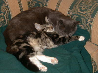 cosy