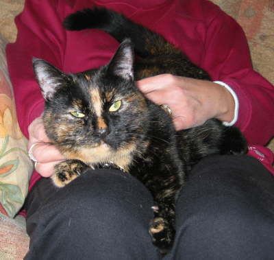 lap cat