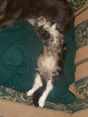long cat