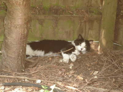 monty cool cat
