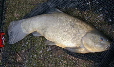 small tench