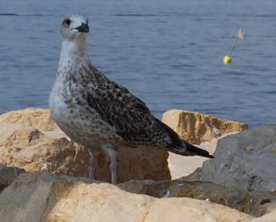 speckled jim