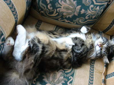 strech cat